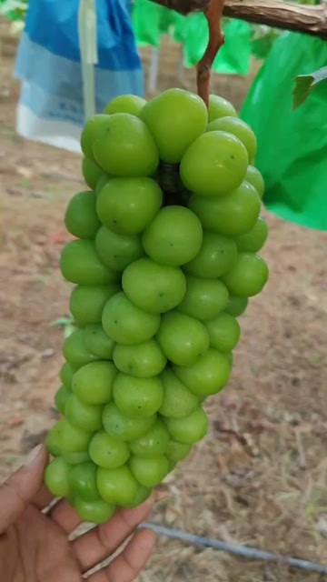 澄城县看上的老板滴滴