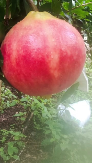 丽江石榴