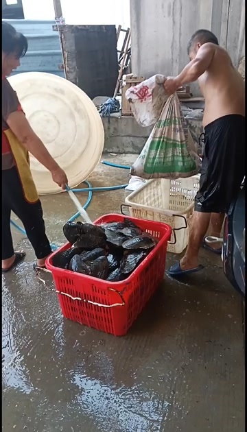 安乡县每个河蚌两斤左右