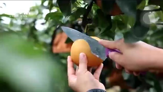 淄博秋月梨