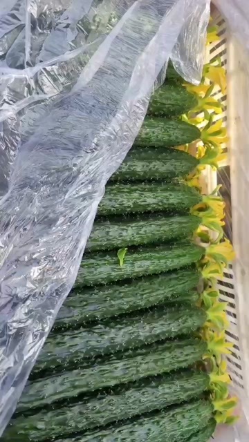 莘县产地直供刺黄瓜 新鲜瓜菜类蔬菜可按需定制发货
