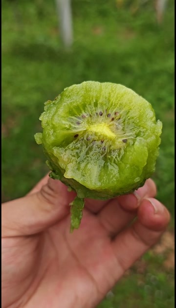 沂源县山东淄博沂源县南鲁山镇璞邱碧玉猕猴桃，糖分高皮薄肉厚水分足