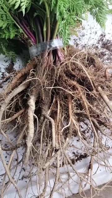 峨边县毛前胡