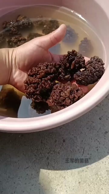 鱼台县猴脑菌批发零售，玛卡菌，核桃菌全国各地商超批发，松花菌猴脑菇