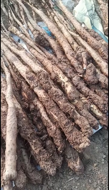 温县垆土地铁棍山药，河南焦作，可入药，一件代发，包邮