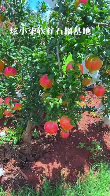 会理市会理突尼斯软籽石榴