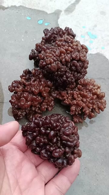 鱼台县核桃菌，猴脑菇，猴脑菌，玛咖菌玛卡菌松花菌鹿茸菌玛鹅蛋菌直销