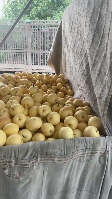 辛集市大量有货，一件代发，整车发货，批发零售