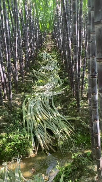常德黑皮甘蔗