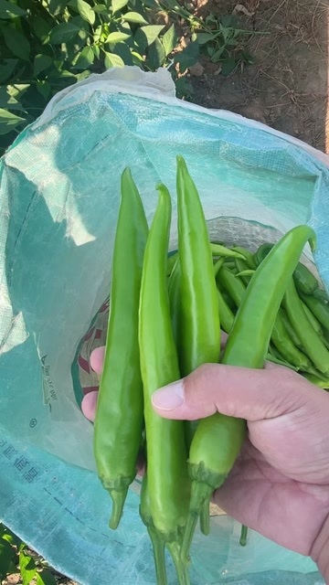 蒲城县薄皮椒