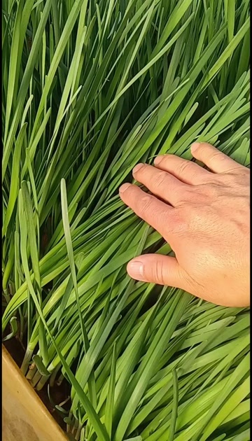 齐齐哈尔长白大葱