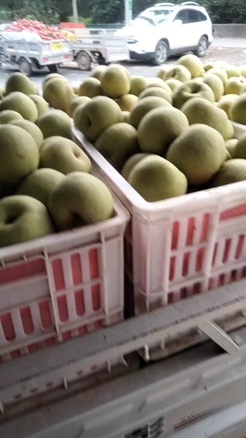 砀山县砀山梨