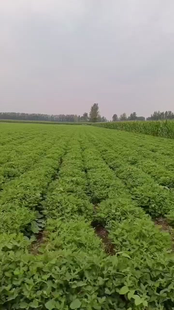 两粒红鲜花生预售