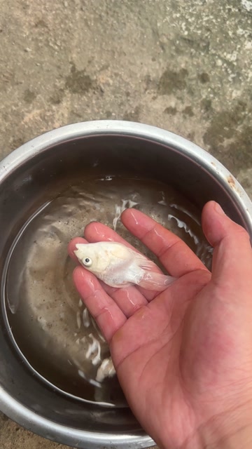 球体，蝴蝶鲤
