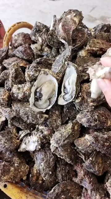 诏安县中蚝