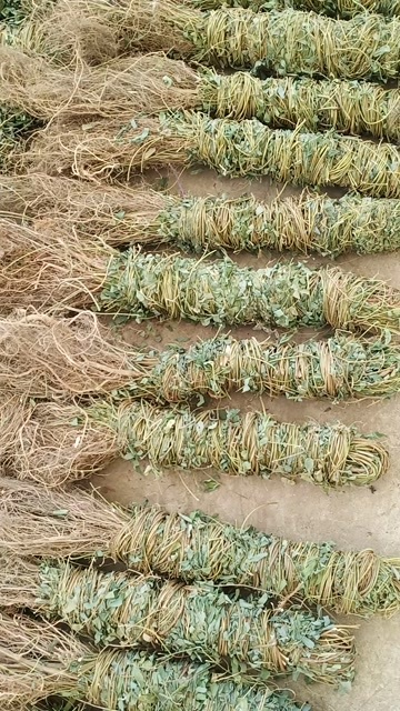 玉林大叶长扎鸡骨草中药批发一手货源量大忧患