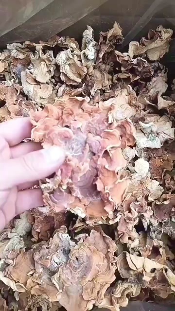 鱼台县榆耳优质榆耳榆耳干品榆耳种植基地大量批发零售灵芝菌，灵芝菇菌