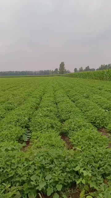 两粒红鲜花生预售