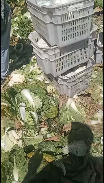岢岚县黄心大白菜