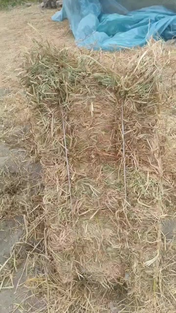 公安县稻草