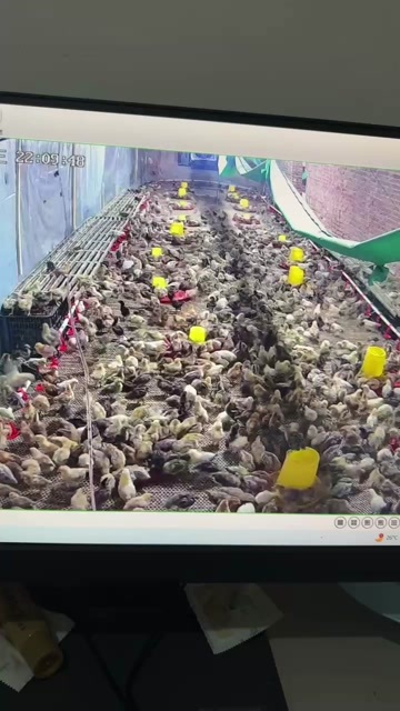 汝州市散养柴鸡