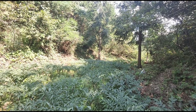新化县高海拔  高品质  魔芋