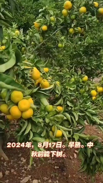 城固县汉中蜜桔