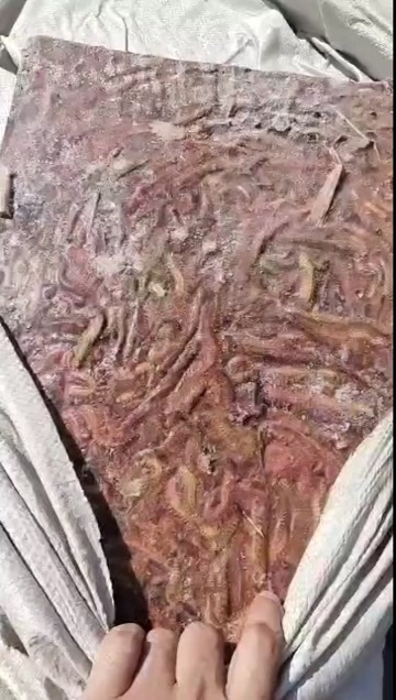 营口海蚕，高蛋白！喂鱼虾蟹！东风螺的好饲料！价格便宜！