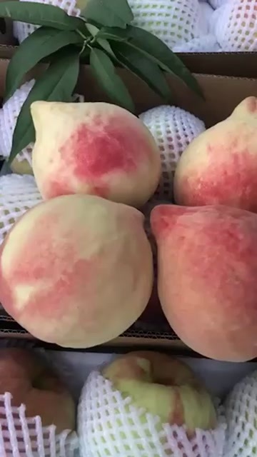 深州市深州特产蜜桃，个头硕大，皮薄肉厚，汁甜如蜜！国家地理标志产品