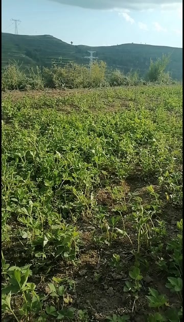 宕昌县羌活种苗