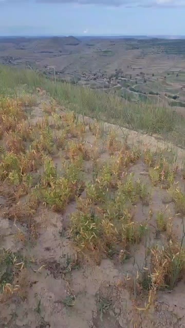 会宁县白箭筈豌豆(小粉豆）