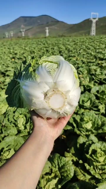 蔚县黄心大白菜，品质好，营养新鲜，耐运输