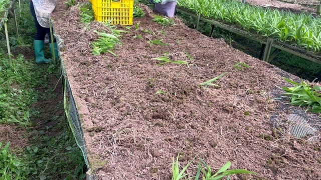 安龙县紫花三叉大白芨