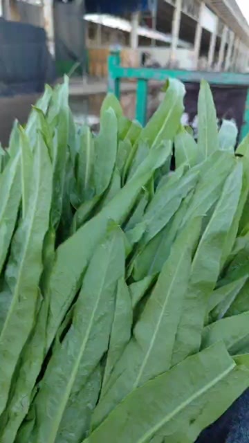 邯郸油麦菜