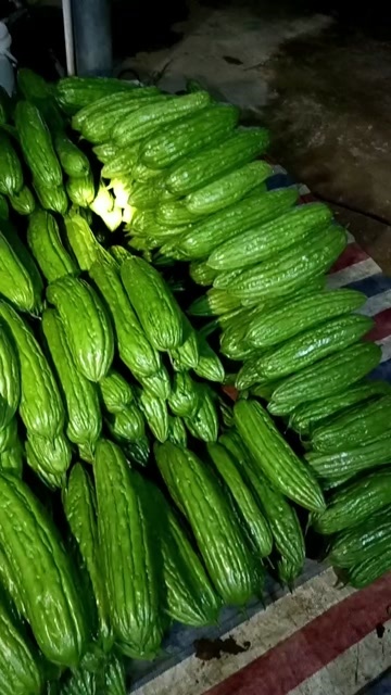 扶绥县扶绥县苦瓜大量上市