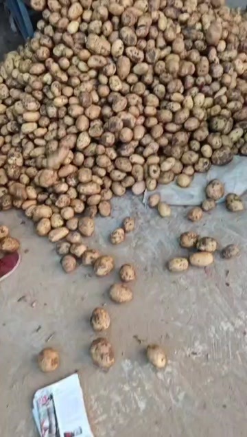 孝感纯黄心希森六号，个头大，食堂电商货，价格美丽，干洗打包