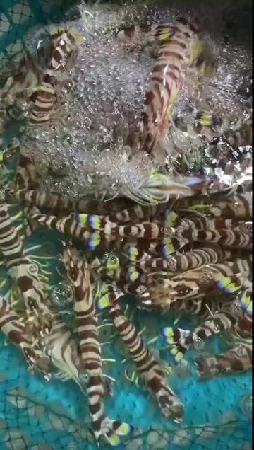 东山县活斑节虾