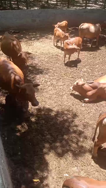 儋州散养黄牛