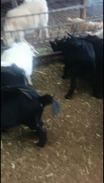 庆城县羔羊