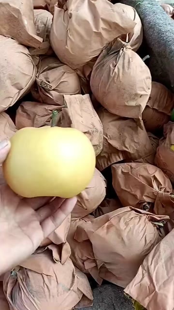冠县秋月梨