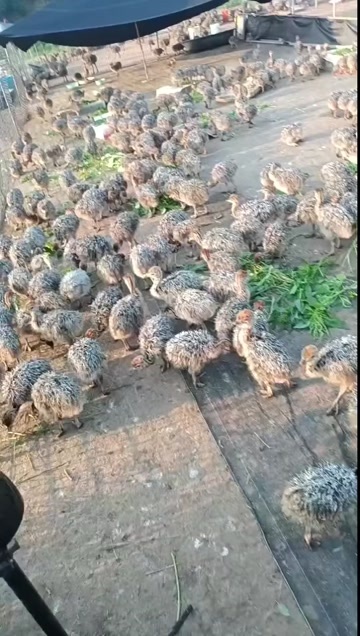 嘉祥县鸵鸟苗
