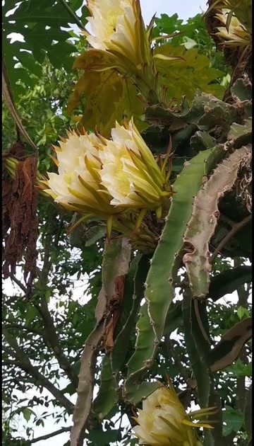 遂溪县双色火龙果