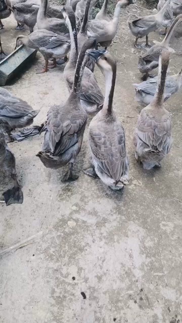 廉江市大鹅