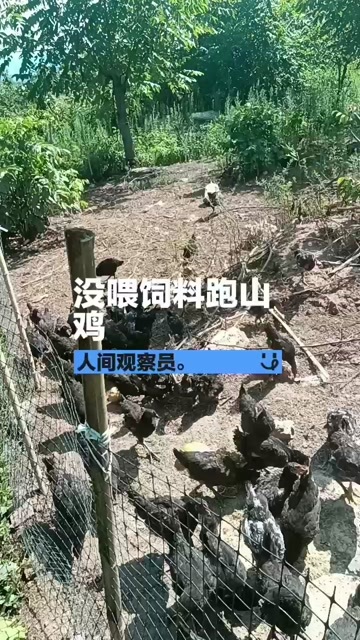 古蔺县农村散养本地鸡