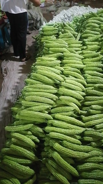 兰陵县精品苦瓜，大量上市，
支持
电商超市，质量保证