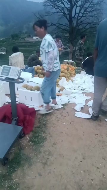 攀枝花凯特芒果，香甜可口