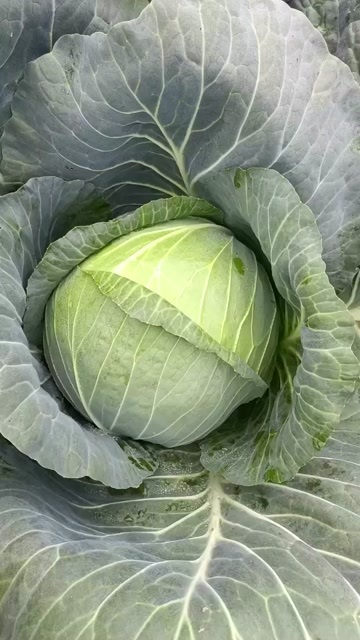 西吉县包菜