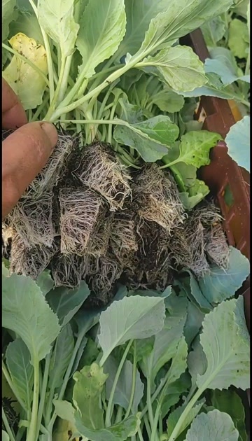 包菜苗