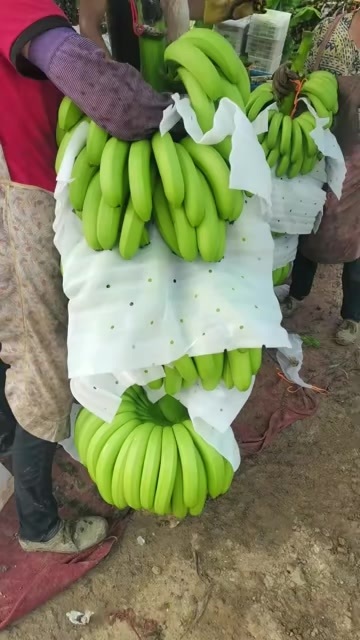 南宁香蕉大量上市欢迎咨询