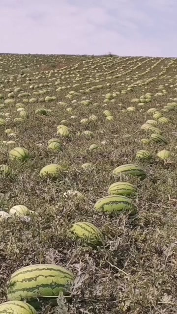 硒砂瓜